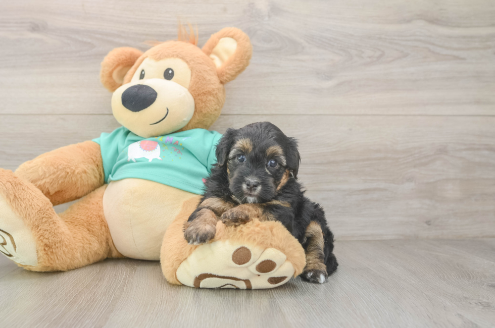 5 week old Yorkie Poo Puppy For Sale - Lone Star Pups