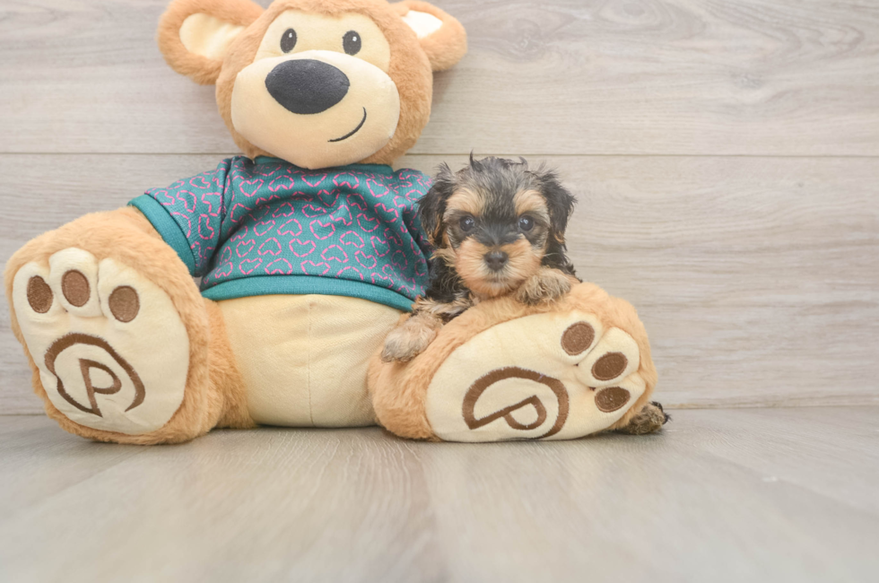 5 week old Yorkie Poo Puppy For Sale - Lone Star Pups