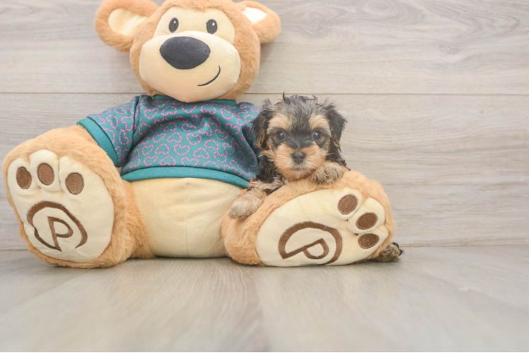 Meet Joy - our Yorkie Poo Puppy Photo  1/3 - Lone Star Pups Yorkie Poo Pup Being Cute