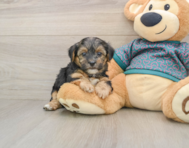 9 week old Yorkie Poo Puppy For Sale - Lone Star Pups