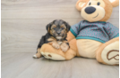 Playful Yo Yo Poo Poodle Mix Puppy