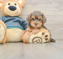 6 week old Yorkie Poo Puppy For Sale - Lone Star Pups