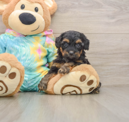 8 week old Yorkie Poo Puppy For Sale - Lone Star Pups