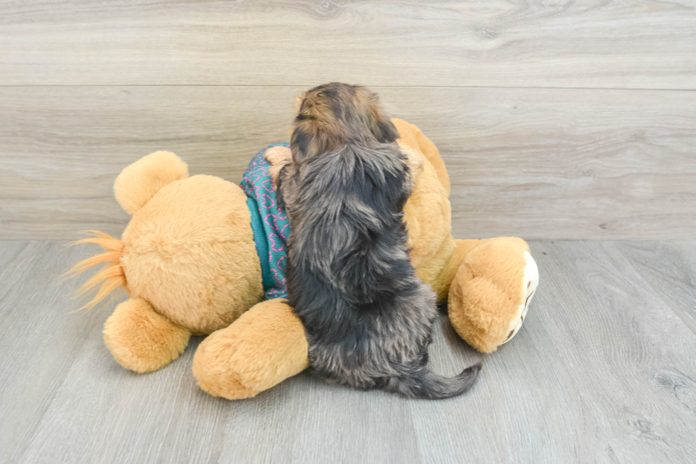 Fluffy Yorkie Poo Poodle Mix Pup