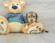 6 week old Yorkie Poo Puppy For Sale - Lone Star Pups