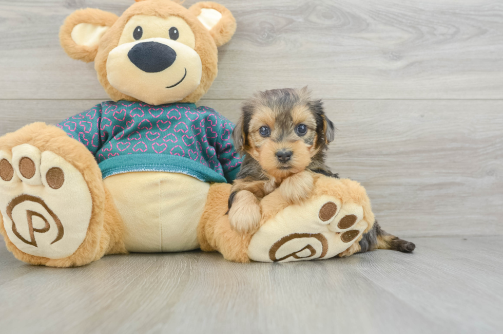 5 week old Yorkie Poo Puppy For Sale - Lone Star Pups