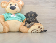 7 week old Yorkie Poo Puppy For Sale - Lone Star Pups