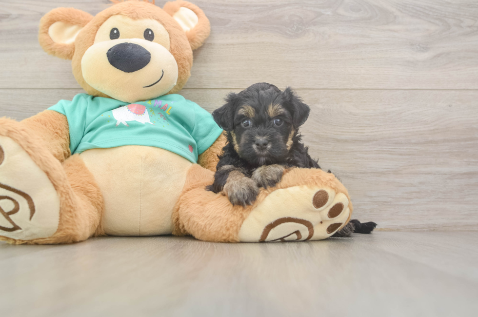5 week old Yorkie Poo Puppy For Sale - Lone Star Pups