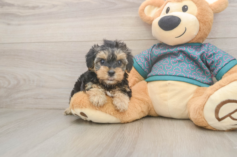 5 week old Yorkie Poo Puppy For Sale - Lone Star Pups