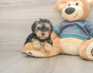 8 week old Yorkie Poo Puppy For Sale - Lone Star Pups 8 week old Yorkie Poo Puppy For Sale - Lone Star Pups