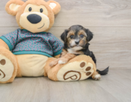 9 week old Yorkie Poo Puppy For Sale - Lone Star Pups