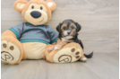 Yorkie Poo Pup Being Cute
