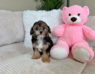 9 week old Yorkie Poo Puppy For Sale - Lone Star Pups