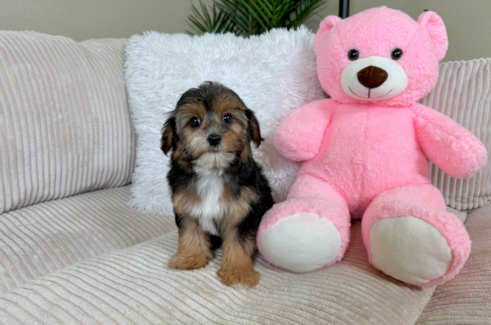 Cute Yorkie Poo Baby