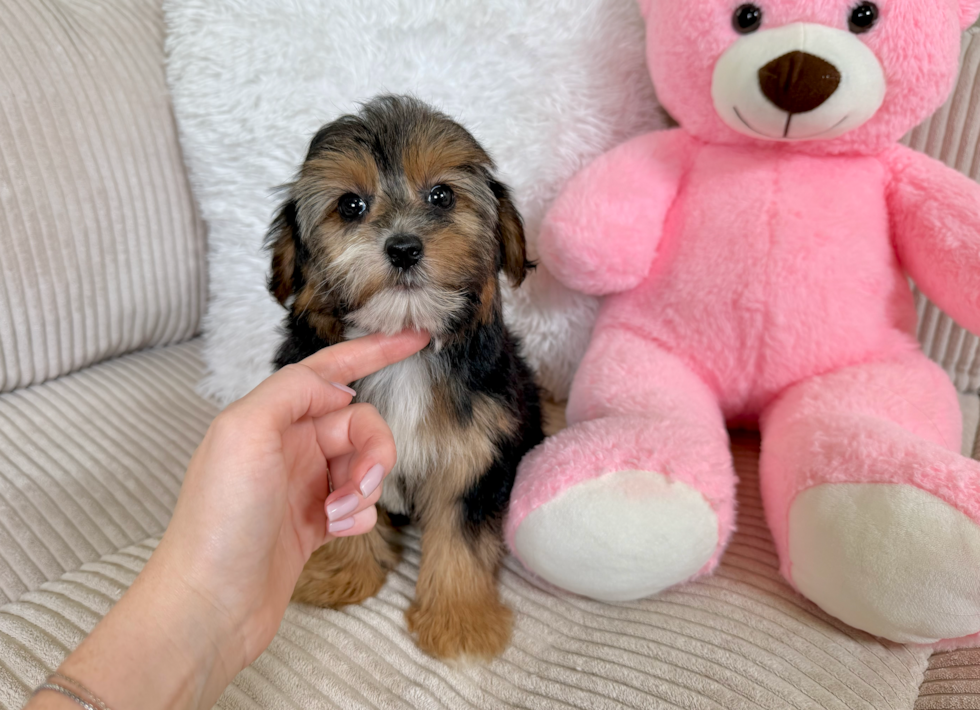 Yorkie Poo Pup Being Cute