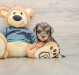 6 week old Yorkie Poo Puppy For Sale - Lone Star Pups