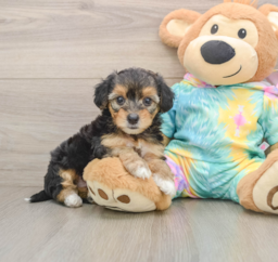 8 week old Yorkie Poo Puppy For Sale - Lone Star Pups