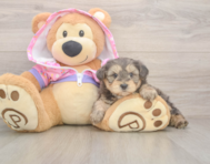 9 week old Yorkie Poo Puppy For Sale - Lone Star Pups