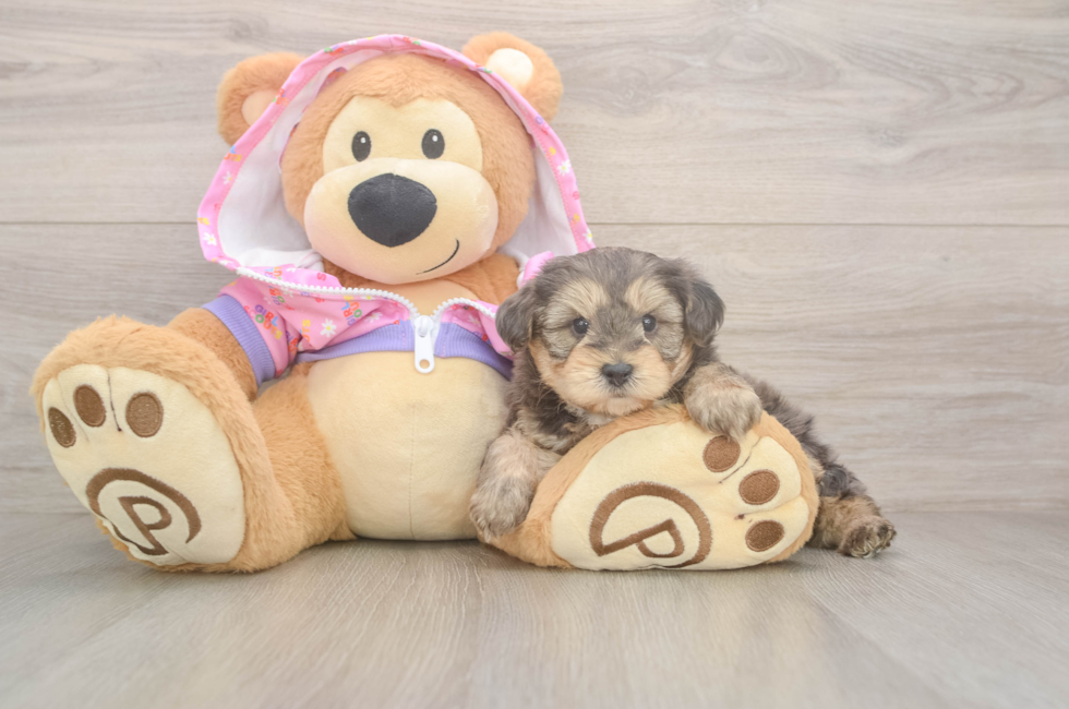 5 week old Yorkie Poo Puppy For Sale - Lone Star Pups