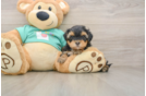 Small Yorkie Poo Baby
