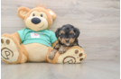 Energetic Yorkipoo Poodle Mix Puppy