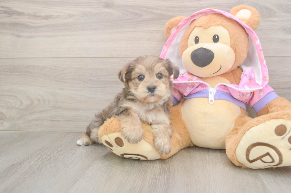 5 week old Yorkie Poo Puppy For Sale - Lone Star Pups
