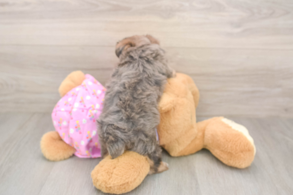 Petite Yorkie Poo Poodle Mix Pup