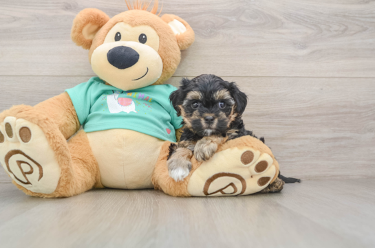 Hypoallergenic Yorkie Doodle Poodle Mix Puppy