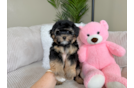 Yorkie Poo Pup Being Cute