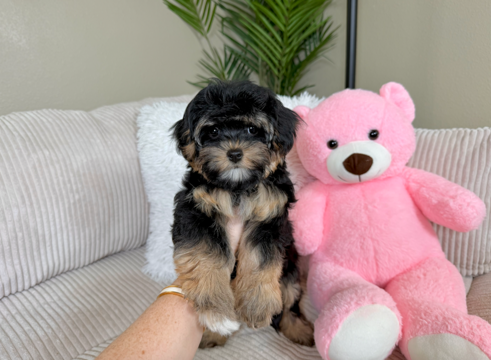 Yorkie Poo Pup Being Cute