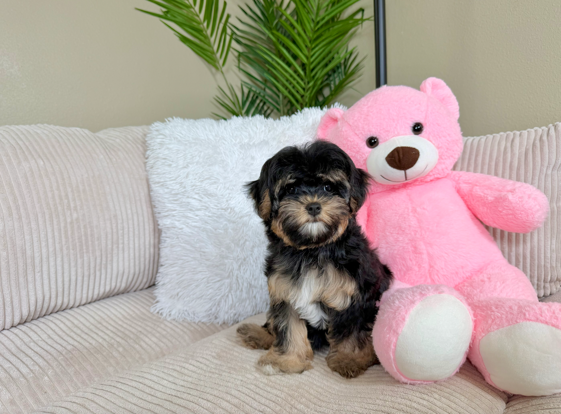 Cute Yorkie Poo Baby