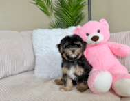 13 week old Yorkie Poo Puppy For Sale - Lone Star Pups
