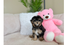 Cute Yorkie Poo Baby