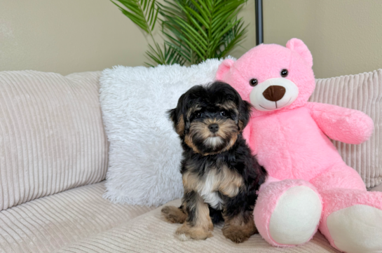 Cute Yorkie Poo Baby