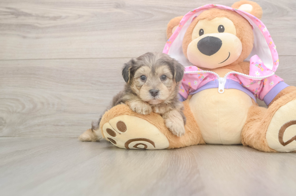 5 week old Yorkie Poo Puppy For Sale - Lone Star Pups