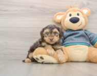 7 week old Yorkie Poo Puppy For Sale - Lone Star Pups