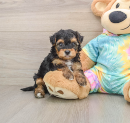 6 week old Yorkie Poo Puppy For Sale - Lone Star Pups