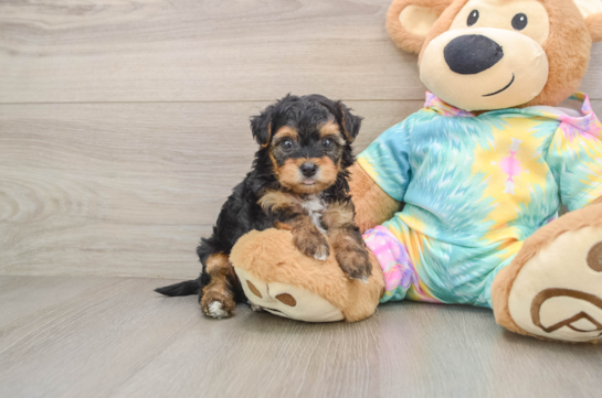 Popular Yorkie Poo Poodle Mix Pup