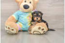 Funny Yorkie Poo Poodle Mix Pup