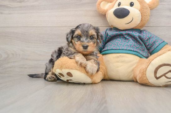 Yorkie Poo Pup Being Cute