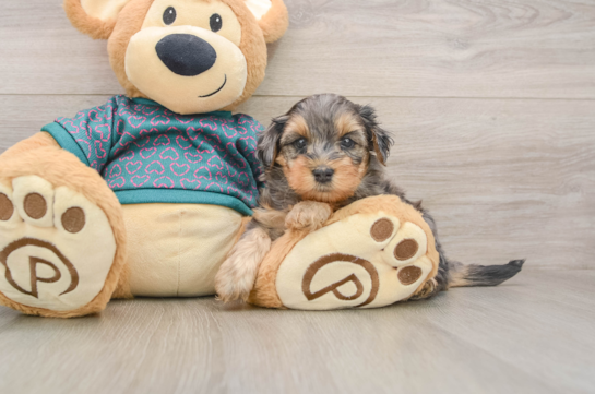 Yorkie Poo Puppy for Adoption