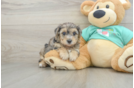 Small Yorkie Poo Baby