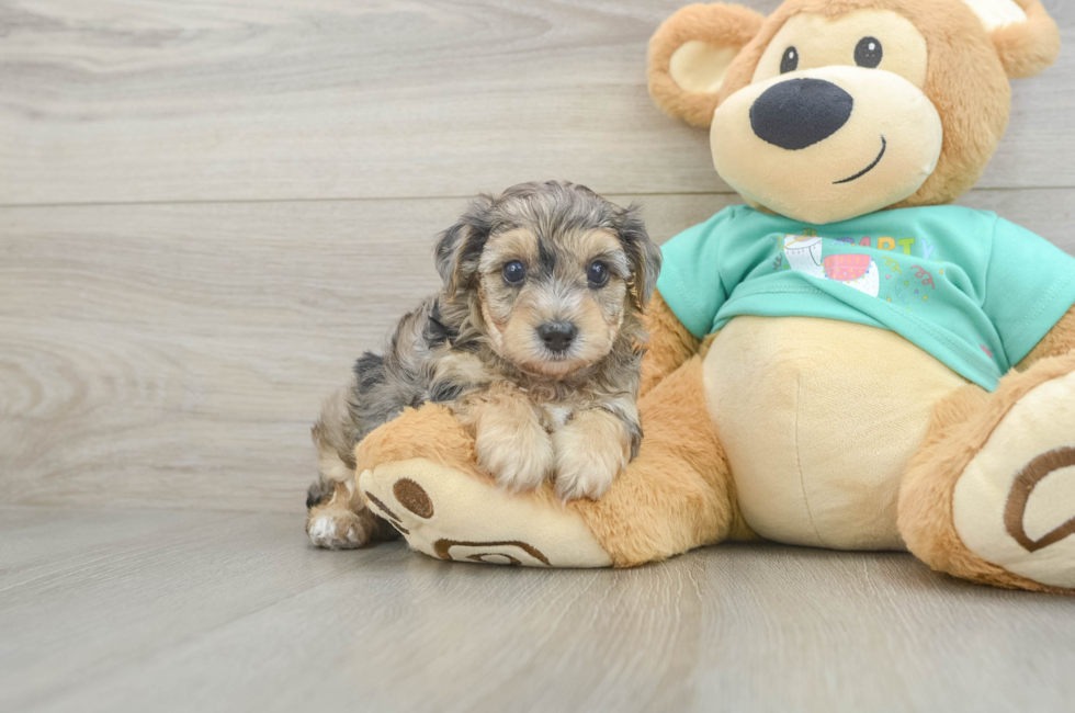 5 week old Yorkie Poo Puppy For Sale - Lone Star Pups