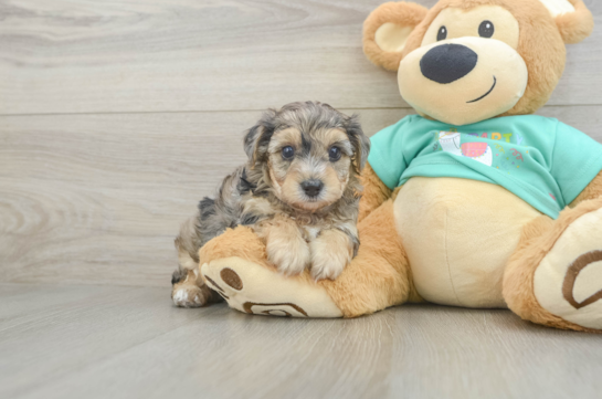 Small Yorkie Poo Baby