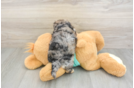 Yorkie Poo Pup Being Cute