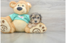Adorable Yorkiedoodle Poodle Mix Puppy