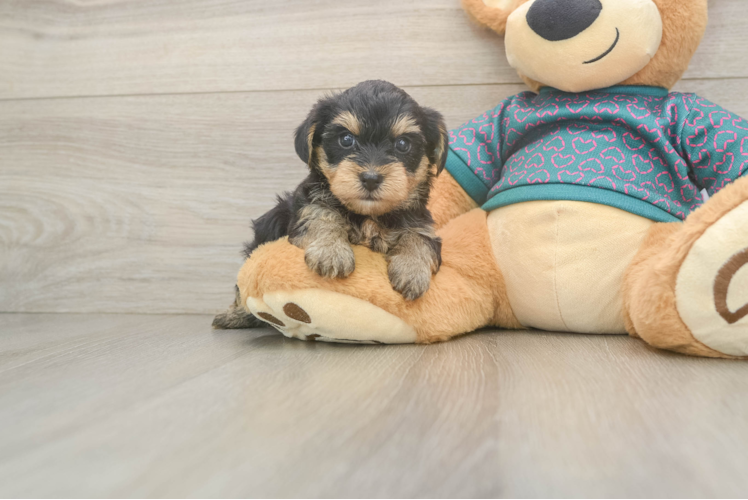 Funny Yorkie Poo Poodle Mix Pup
