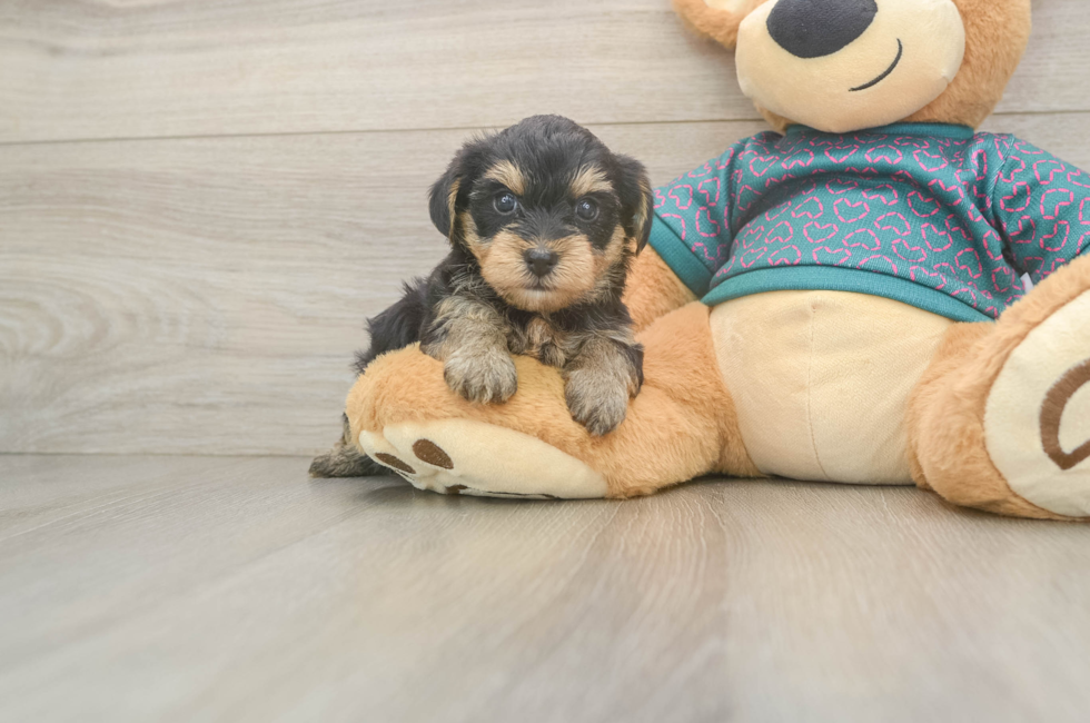 5 week old Yorkie Poo Puppy For Sale - Lone Star Pups