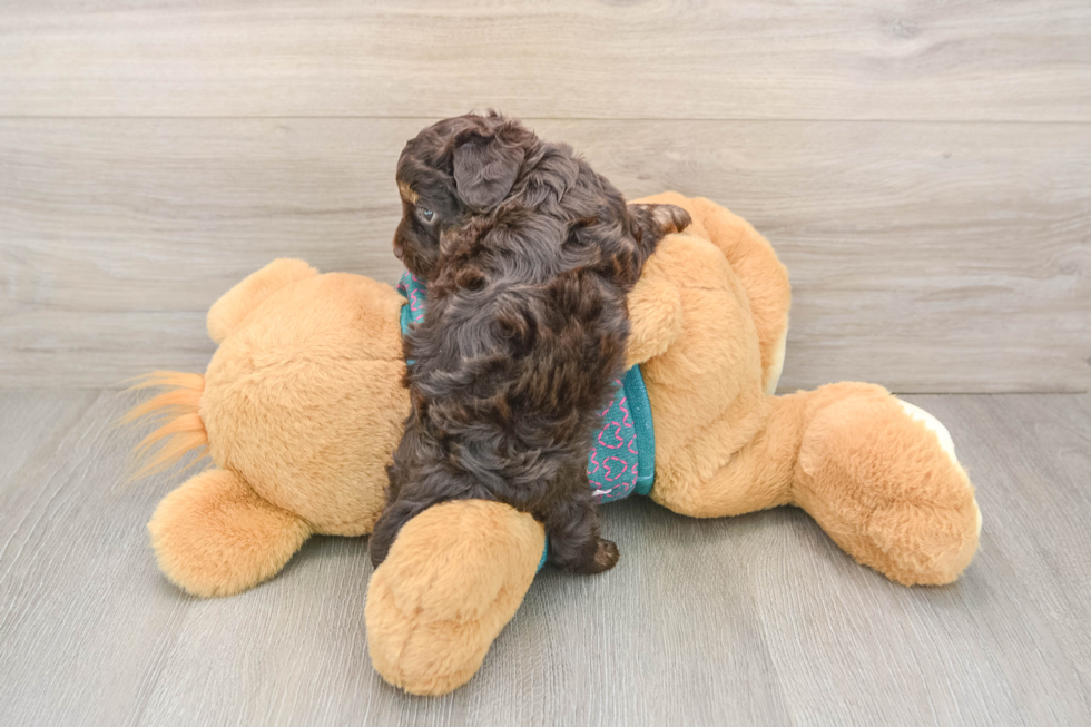 Yorkie Poo Puppy for Adoption