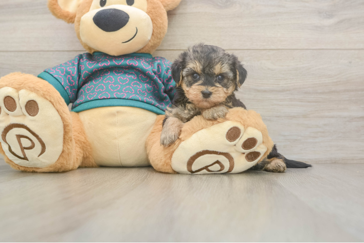 Best Yorkie Poo Baby